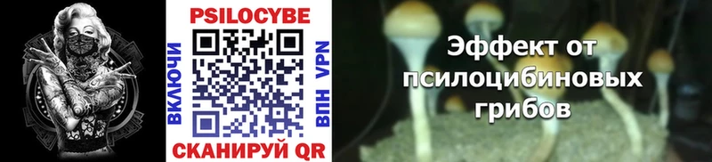 Галлюциногенные грибы Psilocybine cubensis  блэк спрут зеркало  Тара 